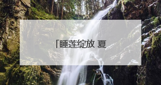 睡莲绽放 夏日限定的诗意