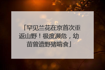 罕见兰花在京首次重返山野！极度濒危，幼苗曾遭野猪啃食