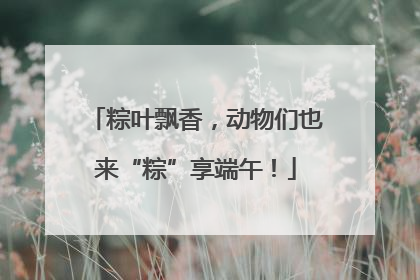 粽叶飘香，动物们也来“粽”享端午！