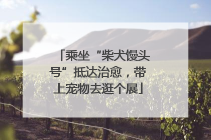 乘坐“柴犬馒头号”抵达治愈，带上宠物去逛个展