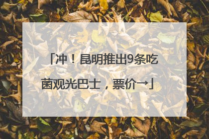 冲！昆明推出9条吃菌观光巴士，票价→