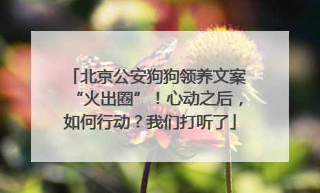 北京公安狗狗领养文案“火出圈”！心动之后，如何行动？我们打听了