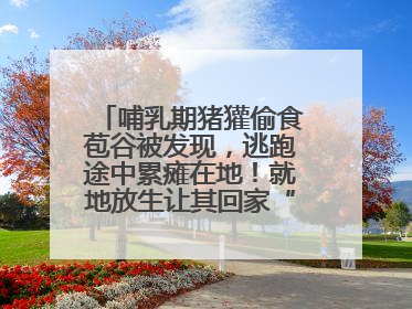哺乳期猪獾偷食苞谷被发现，逃跑途中累瘫在地！就地放生让其回家“奶孩子”