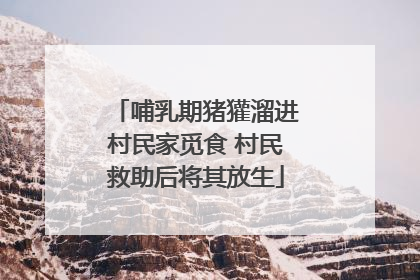 哺乳期猪獾溜进村民家觅食 村民救助后将其放生