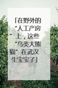 在野外的“人工产房”上，这些“鸟类大熊猫”在武汉生宝宝了