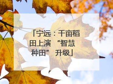 宁远：千亩稻田上演 “智慧种田” 升级