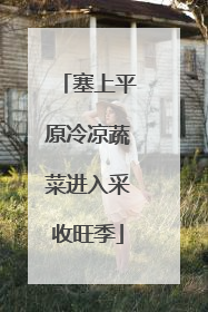 塞上平原冷凉蔬菜进入采收旺季