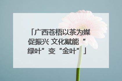 广西苍梧以茶为媒促振兴 文化赋能“绿叶”变“金叶”