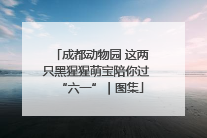 成都动物园 这两只黑猩猩萌宝陪你过“六一”｜图集