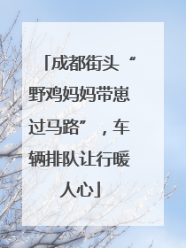 成都街头“野鸡妈妈带崽过马路”，车辆排队让行暖人心