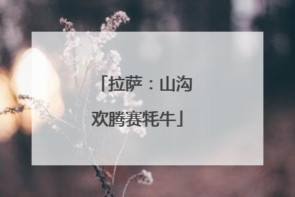 拉萨：山沟欢腾赛牦牛