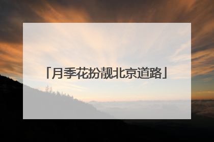 月季花扮靓北京道路