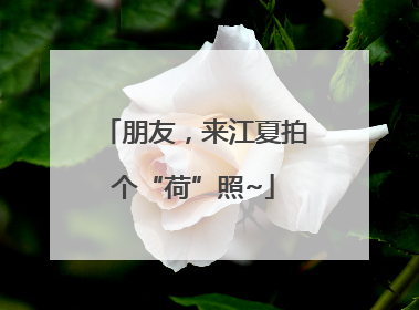 朋友，来江夏拍个“荷”照~