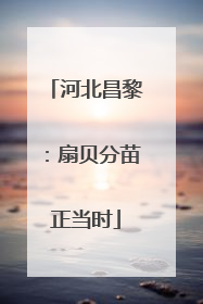 河北昌黎：扇贝分苗正当时