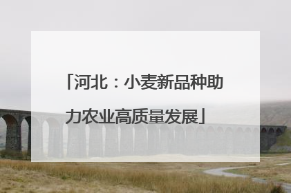 河北：小麦新品种助力农业高质量发展
