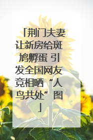 荆门夫妻让新房给斑鸠孵蛋 引发全国网友竞相晒“人鸟共处”图
