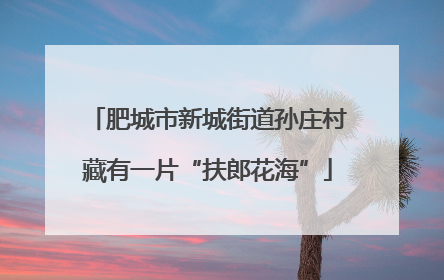肥城市新城街道孙庄村藏有一片“扶郎花海”