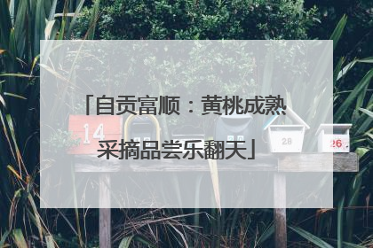 自贡富顺：黄桃成熟 采摘品尝乐翻天