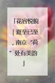 花容悦貌｜夏至已至，南京“荷”处有美韵