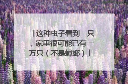 这种虫子看到一只，家里很可能已有一万只（不是蟑螂）