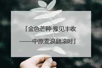 金色芒种·豫见丰收——中原麦浪翻滚时