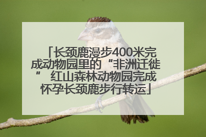 长颈鹿漫步400米完成动物园里的“非洲迁徙” 红山森林动物园完成怀孕长颈鹿步行转运