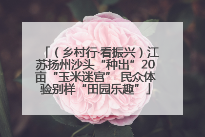 （乡村行·看振兴）江苏扬州沙头“种出”20亩“玉米迷宫” 民众体验别样“田园乐趣”