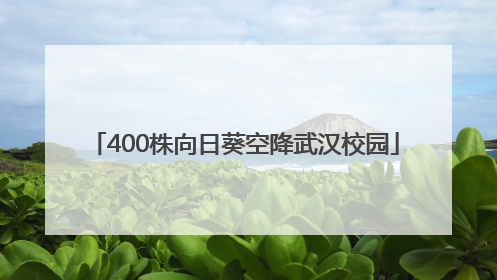 400株向日葵空降武汉校园